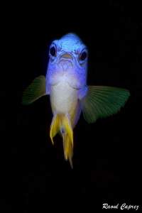 Blue face to face by Raoul Caprez 